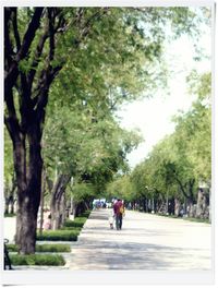 People walking on pathway along trees in park