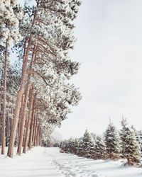 A footpath through the snow along the forest.