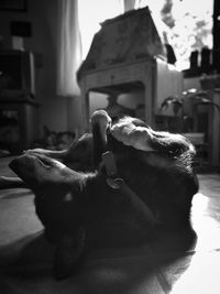 Dog resting in a home