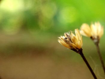 Close-up of wilted flower against blurred background