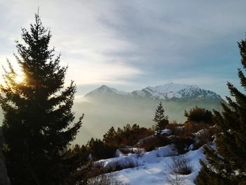 Pine trees on snowcapped mountains against sky