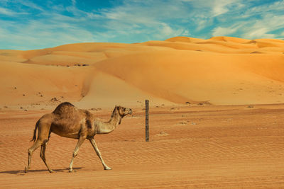 View of a desert