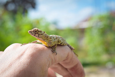 Focus photo of lizard in hand with blur background