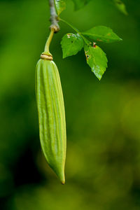 Close-up of green leaf