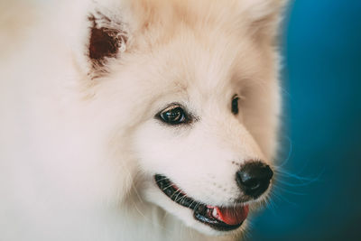 Close-up of dog looking away