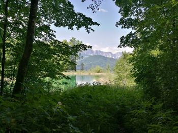 Scenic view of lake in forest