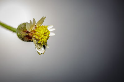 Close-up of insect on flower over white background