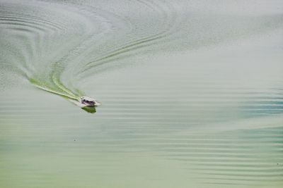 High angle view of bird in lake