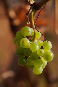 Close-up of grapes growing on tree