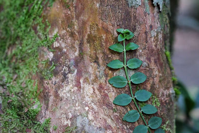 Close-up of ivy growing on tree trunk