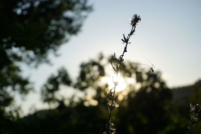 Close-up of flowering plant against sky