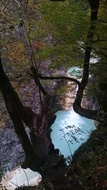 High angle view of river amidst trees in forest