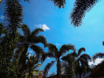 Low angle view of palm trees against blue sky