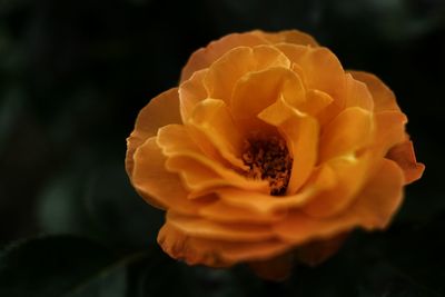 Close-up of yellow flower