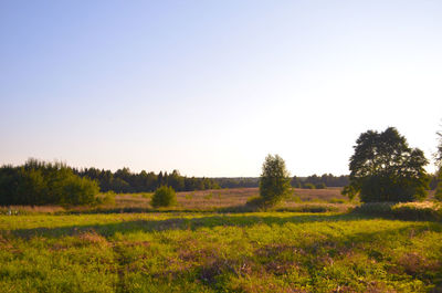 Scenic view of field against clear sky