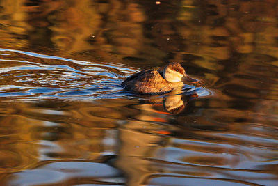 High angle view of duck swimming in lake