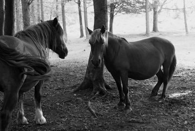 Horses standing on field