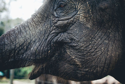 Close-up of elephant