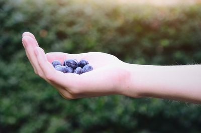 Close-up of hand holding blueberries against blurred background