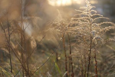 Close-up of plant against blurred background