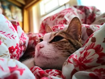 Close-up of cat resting on bed at home