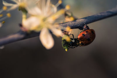 Close-up of ladybug on branch