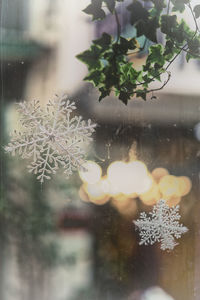 Close-up of snow on glass window