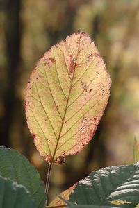 Autumn leaves in the sunlight