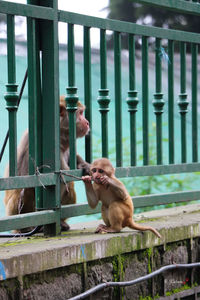 Two dogs sitting on railing