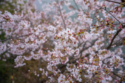 Close-up of cherry blossoms in spring