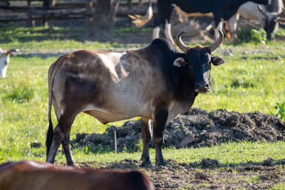 Cows standing in a field