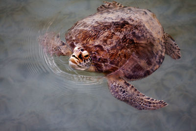 High angle view of turtle swimming in water