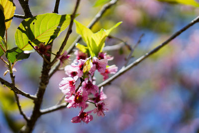 Close-up of pink cherry blossoms in spring