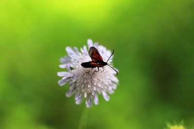 Close-up of butterfly pollinating on flower