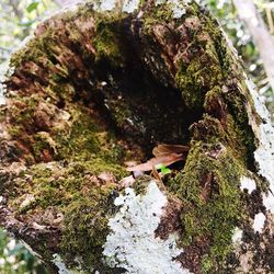 Close-up of tree trunk