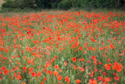 Red poppy flowers in field