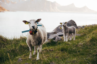 Sheep standing in a field