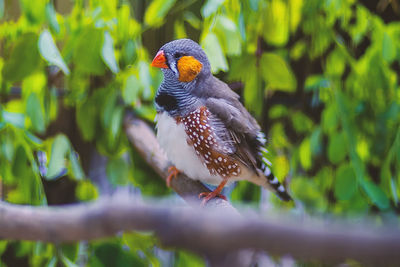 Close-up of a bird perching on branch