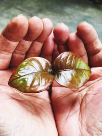 Close-up of hand holding plant