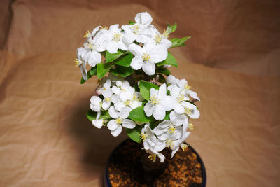 Close-up of flowers in vase on table