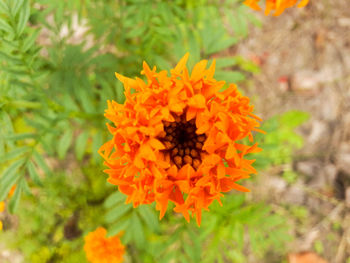 Close-up of orange marigold blooming outdoors