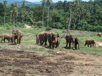 Elephants against trees on field