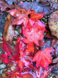 Close-up of wet maple leaves during autumn