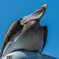 Low angle view of pelican on rock against clear blue sky