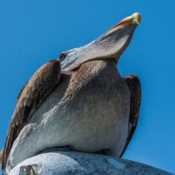 Low angle view of pelican perching on streetlamp against clear blue sky