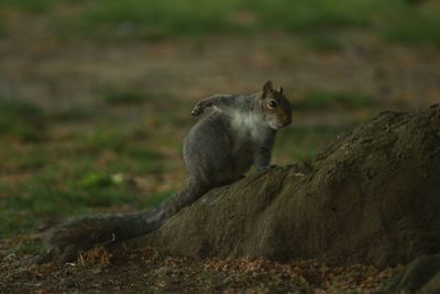 Side view of squirrel on rock