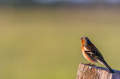 Close-up of bird perching on wood