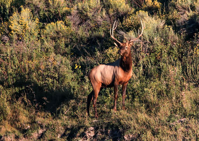 Deer in field