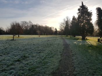 Trees on field against sky