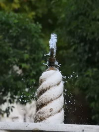 Close-up of wet plant during winter